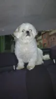 Kyller