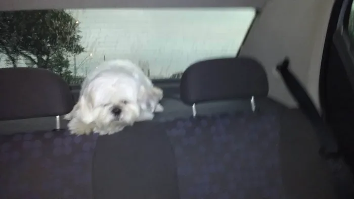 Cachorro ra a Shitzu idade 5 anos nome Kyller