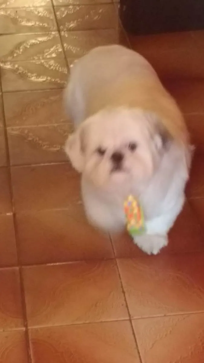 Cachorro ra a Shitzu idade 5 anos nome Kyller