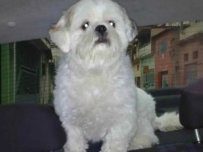 Cachorro ra a Shitzu idade 5 anos nome Kyller