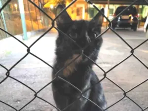 Gato raça Felino SRD idade 1 ano nome Escaminha perdida
