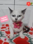 Gato raça  idade 2 a 6 meses nome Estrela
