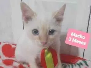 Gato raça  idade 2 a 6 meses nome Saturno