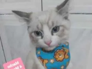 Gato raça  idade 2 a 6 meses nome Marte