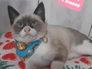 Gato raça  idade 2 a 6 meses nome Jupiter
