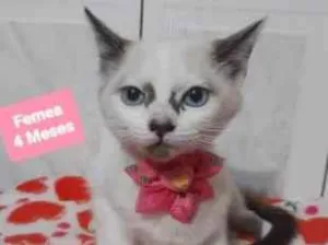 Gato raça  idade 2 a 6 meses nome Estrela