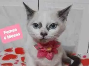 Gato raça  idade 2 a 6 meses nome Estrela