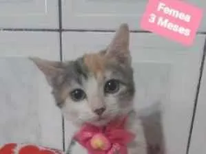 Gato raça  idade 2 a 6 meses nome Ceu