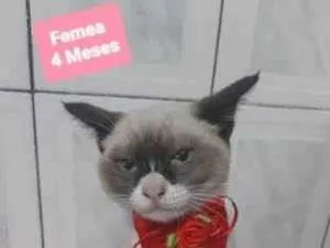 Gato raça  idade 2 a 6 meses nome Venus