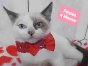 Gato raça  idade 2 a 6 meses nome Lua
