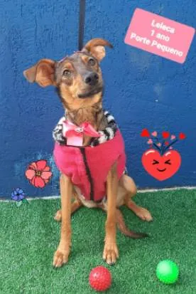 Cachorro raça  idade 1 ano nome Leleca