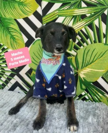 Cachorro raça  idade 2 a 6 meses nome Mickey