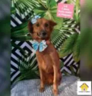 Cachorro raça  idade 1 ano nome Lili