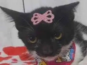 Gato raça  idade 2 a 6 meses nome Sol