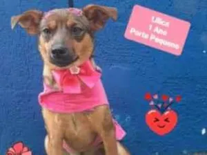 Cachorro raça  idade 1 ano nome Lilica