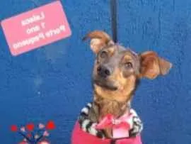 Cachorro raça  idade 1 ano nome Leleca