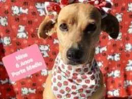 Cachorro raça  idade 6 ou mais anos nome Nina
