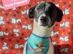 Cachorro raça  idade 2 anos nome Dominique