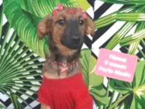 Cachorro raça  idade 2 a 6 meses nome Clarabela