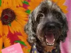 Cachorro raça  idade 4 anos nome Nino