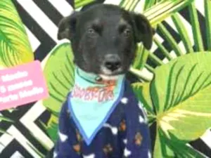 Cachorro raça  idade 2 a 6 meses nome Mickey