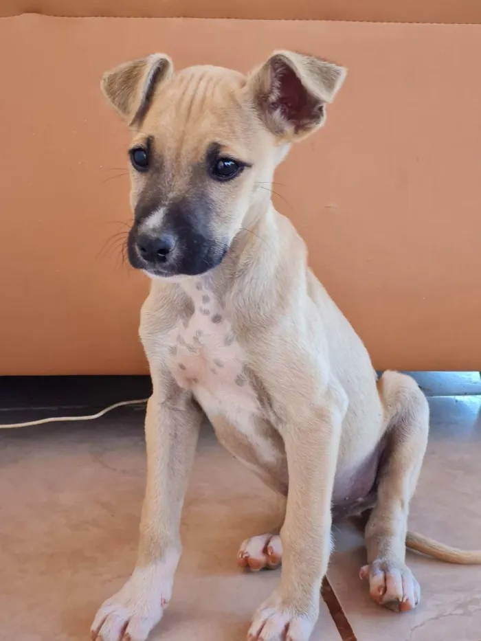 Cachorro raça Boxer e Pastor idade 2 a 6 meses nome Sem nome, filhote 