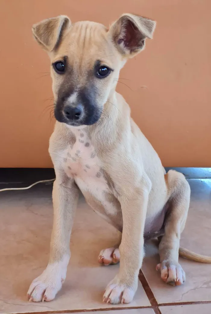 Cachorro raça Boxer e Pastor idade 2 a 6 meses nome Sem nome, filhote 