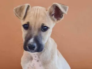 Cachorro raça Boxer e Pastor idade 2 a 6 meses nome Sem nome, filhote 