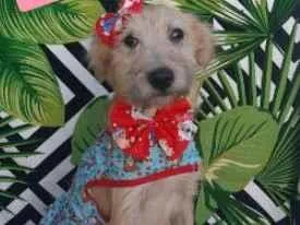 Cachorro raça  idade 2 a 6 meses nome Margarida