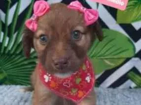 Cachorro raça  idade 2 a 6 meses nome Perfeta