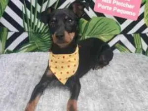 Cachorro raça  idade 7 a 11 meses nome Nino