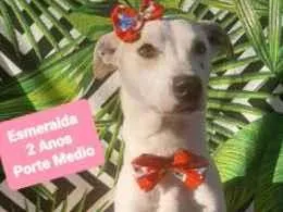 Cachorro raça  idade  nome Esmeralda