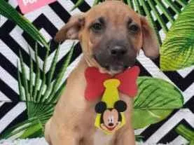 Cachorro raça  idade 2 a 6 meses nome Carente