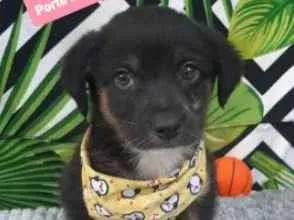 Cachorro raça  idade 2 a 6 meses nome Docil
