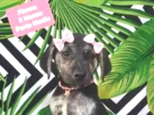 Cachorro raça  idade 2 a 6 meses nome Brincalhona