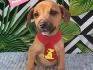 Cachorro raça  idade 2 a 6 meses nome Dengoso
