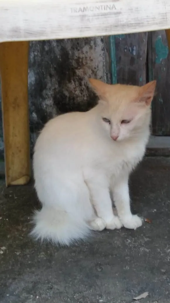 Gato raça Srd idade 2 a 6 meses nome Branca