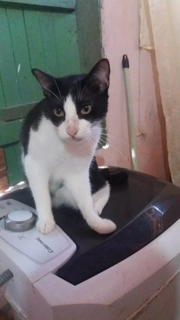 Gato raça Srd idade 2 a 6 meses nome Frajola