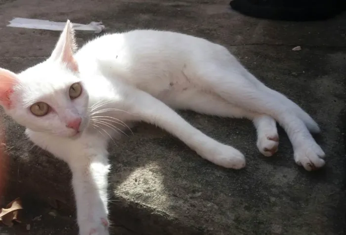 Gato raça Srd idade 2 a 6 meses nome Bela