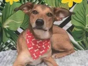 Cachorro raça  idade 7 a 11 meses nome Glauberto