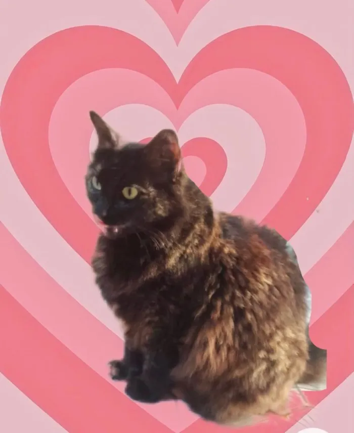 Gato raça Srd  idade 1 ano nome Ágatha linda gatinha