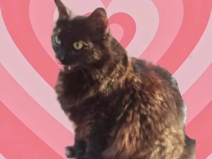 Gato raça Srd  idade 1 ano nome Ágatha linda gatinha