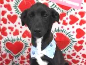 Cachorro raça  idade 1 ano nome Bily