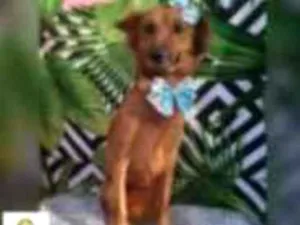 Cachorro raça  idade 1 ano nome Lili