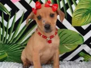 Cachorro raça  idade 2 a 6 meses nome Carinhosa