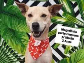 Cachorro raça  idade 2 anos nome Mgrelinho