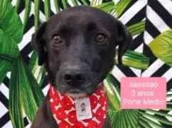 Cachorro raça  idade 3 anos nome Sansao