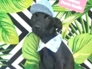 Cachorro raça  idade 2 a 6 meses nome Donald