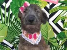 Cachorro raça  idade 2 a 6 meses nome Minie
