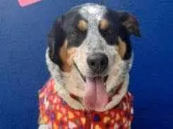 Cachorro raça  idade 4 anos nome Pintado